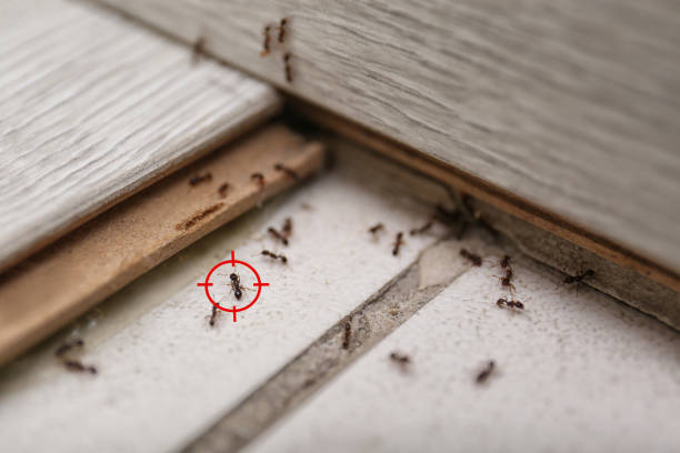 Best Wasp Removal Services  in Murrysville, PA